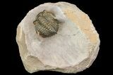 Metacanthina Trilobite - Lghaft, Morocco #153890-1